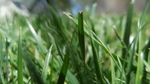 Summerford Lawn Aeration Seeding Fertilization by Picture Perfect Lawn Maintenance | (804) 530-2540