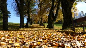 Willow Creek Lawn Aeration Seeding Fertilization by Picture Perfect Lawn Maintenance | (804) 530-2540