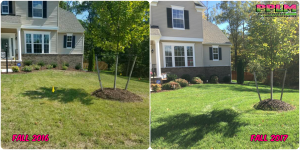 Picture Perfect Lawn Maintenance | 804-530-2540 | Before and After | one year of professional fertilization Richmond VA