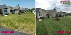 Picture Perfect Lawn Maintenance | 804-530-2540 | Before and After | healthy fescue lawn professional fertilization Chester Virginia