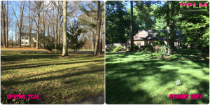 Picture Perfect Lawn Maintenance | 804-530-2540 | Before and After | successful fertilizing soil evaluation healthy grass Chesterfield VA