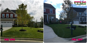 Lake Jordan VA Lawn Care Fertilization Weed Control by Picture Perfect Lawn Maintenance | (804) 530-2540