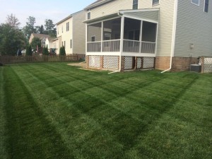 Magnolia Green Lawn Aeration Seeding Fertilization by Picture Perfect Lawn Maintenance (804) 530-2540