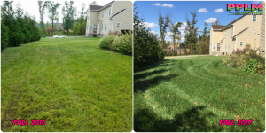 Picture Perfect Lawn Maintenance | 804-530-2540 | healthy thick green lawn fertilizing improvement Midlothian VA