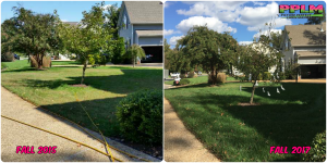 Picture Perfect Lawn Maintenance | 804-530-2540 | healthy thick green fescue lawn organic fertilizer program Richmond VA