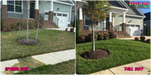 Picture Perfect Lawn Maintenance | 804-530-2540 | Before and After | turf type tall fescue care company Richmond VA