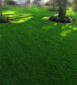 Willow Creek Lawn Aeration Seeding Fertilization by Picture Perfect Lawn Maintenance | (804) 530-2540