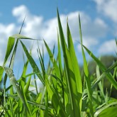 Westerleigh Lawn Aeration Seeding Fertilization Service by Picture Perfect Lawn Maintenance (804) 530-2540 