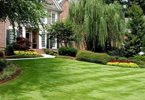 Chesterfield VA Lawn Care Weed Control | Picture Perfect Lawn Maintenance | (804) 530-2540 