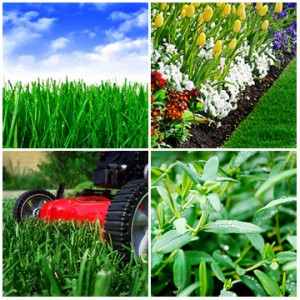 Chesterfield VA Lawn Care Weed Control | Picture Perfect Lawn Maintenance | (804) 530-2540 