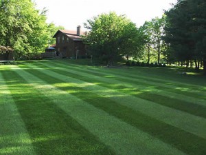 Chesterfield VA Lawn Care Special| Picture Perfect Lawn Maintenance (804) 530-2540