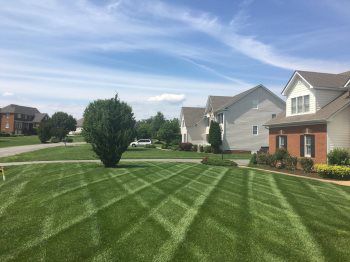 Westerleigh Lawn Aeration Seeding Fertilization Service by Picture Perfect Lawn Maintenance (804) 530-2540 