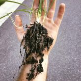 Spring Seeding
