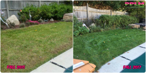 Picture Perfect Lawn Maintenance | 804-530-2540 | Before and After | professional difference grass improvement fertilizer program Moseley VA
