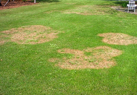 Virginia Lawn Care Aeration and Seeding Fertilization | Picture Perfect Lawn Maintenance | (804) 530-2540