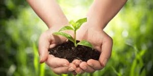 Harpers Mill Lawn Aeration Seeding Fertilization by Picture Perfect Lawn Maintenance | (804) 530-2540 | Quality Commercial and Residential Lawn Care