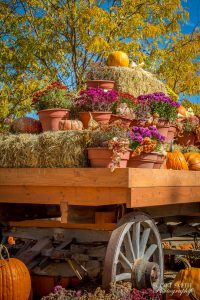 Magnolia Green Lawn Aeration Seeding Fertilization by Picture Perfect Lawn Maintenance (804) 530-2540 Magnolia Green Lawn Aeration Seeding Fertilization by Picture Perfect Lawn Maintenance (804) 530-2540