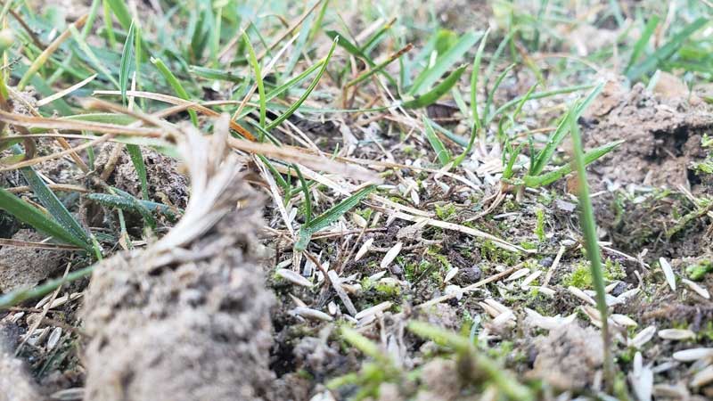 How to Take Care of Your Newly Seeded Fescue Lawn after Aeration and Seeding | Lawn Care | Fertilization | Picture Perfect Lawn Maintenance | (804) 530-2540 How to Take Care of Your Newly Seeded Fescue Lawn after Aeration and Seeding | Lawn Care | Fertilization | Picture Perfect Lawn Maintenance | (804) 530-2540