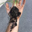 Can I plant Fescue in the spring??