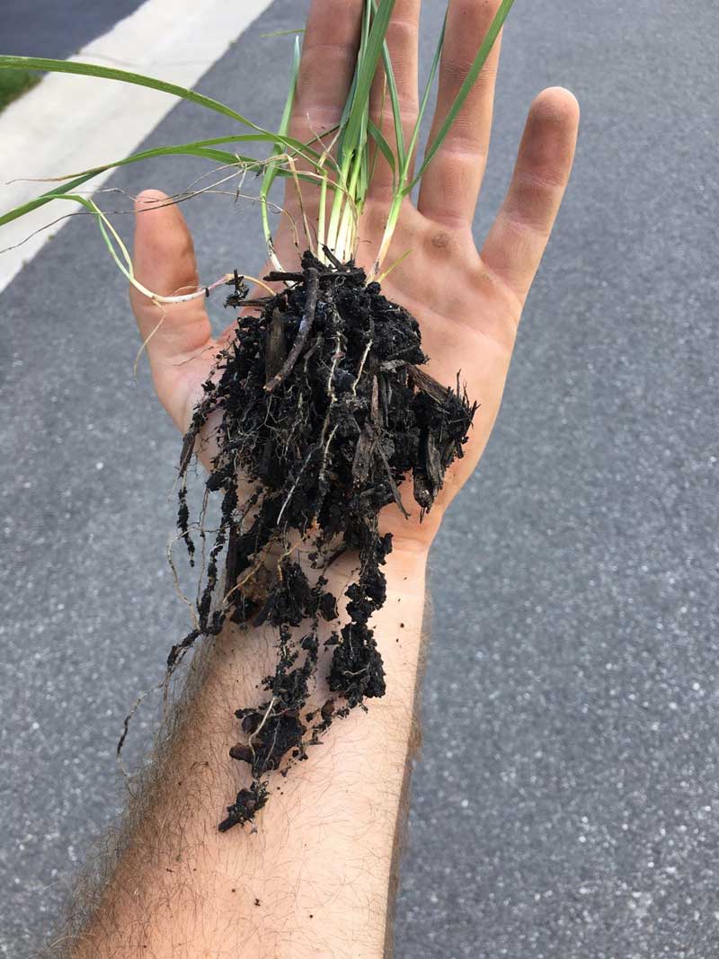 How to Take Care of Your Newly Seeded Fescue Lawn after Aeration and Seeding | Lawn Care | Fertilization | Picture Perfect Lawn Maintenance | (804) 530-2540 How to Take Care of Your Newly Seeded Fescue Lawn after Aeration and Seeding | Lawn Care | Fertilization | Picture Perfect Lawn Maintenance | (804) 530-2540