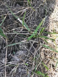 Fall Lawn Fungus | PPLM | (804) 530-2540