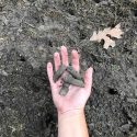 Lawn Care Aeration Seeding Fertilization Moseley VA