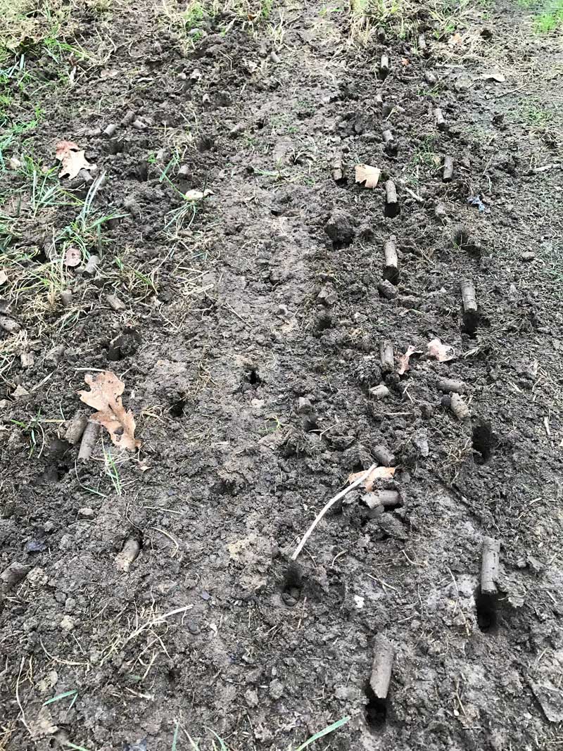 Core Aeration and Seeding | Fertilization | Picture Perfect Lawn Maintenance | (804) 530-2540 Core Aeration and Seeding | Fertilization | Picture Perfect Lawn Maintenance | (804) 530-2540