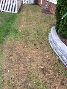 Fall Lawn Fungus | PPLM | (804) 530-2540