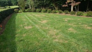 Fall Lawn Fungus | PPLM | (804) 530-2540