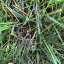 Fall Lawn Fungus