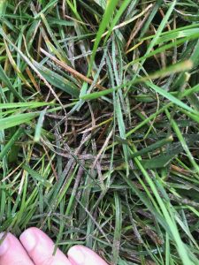 Fall Lawn Fungus | PPLM | (804) 530-2540