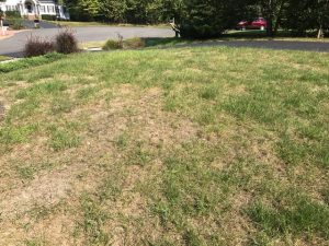Fall Lawn Fungus | PPLM | (804) 530-2540