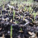 What’s Next for Your Lawn