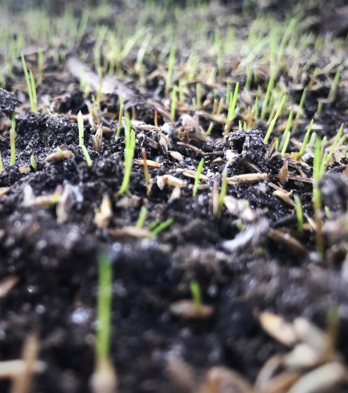 Core Aeration and Seeding | Fertilization | Picture Perfect Lawn Maintenance | (804) 530-2540 Core Aeration and Seeding | Fertilization | Picture Perfect Lawn Maintenance | (804) 530-2540
