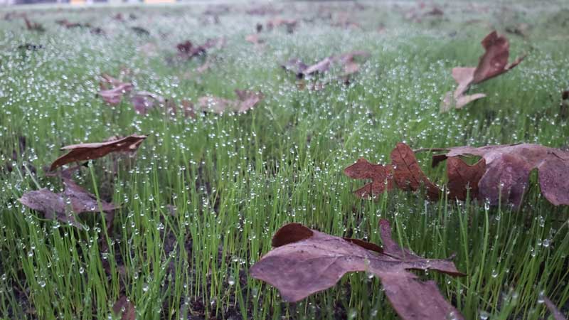 Core Aeration and Seeding | Fertilization | Picture Perfect Lawn Maintenance | (804) 530-2540 Core Aeration and Seeding | Fertilization | Picture Perfect Lawn Maintenance | (804) 530-2540