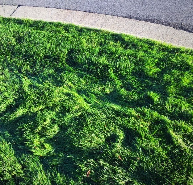 What's Next for Your Lawn | Lawn Care | Fertilization | Picture Perfect Lawn Maintenance | (804) 530-2540