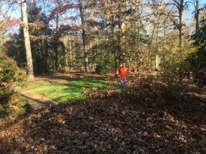 Fall Leaves On The Lawn | Lawn Care | Fertilization | Picture Perfect Lawn Maintenance | (804) 530-2540