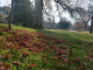 Fall Leaves On The Lawn | Lawn Care | Fertilization | Picture Perfect Lawn Maintenance | (804) 530-2540