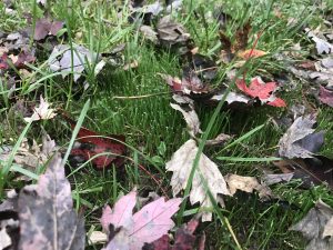 Fall Lawn Care Schedule | Lawn Care | Fertilization | Picture Perfect Lawn Maintenance | (804) 530-2540