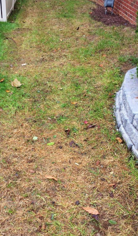 What's Next December 2018 | Lawn Care | Fertilization | PPLM | (804) 530-2540