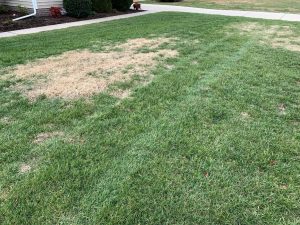 Dormant Bermuda In Fescue | PPLM | (804)530-2540 | Green Lawns In VA