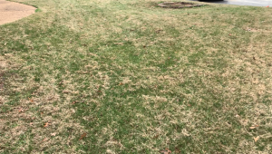 Dormant Bermuda In Fescue | PPLM | (804)530-2540 | Green Lawns In VA