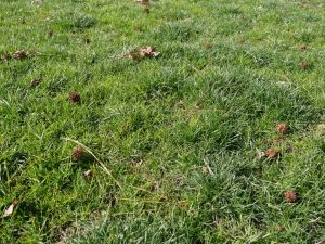 Poa Annua And Trivialis | PPLM | (804)530-2540 | Green Lawns In VA Poa Annua And Trivialis | PPLM | (804)530-2540 | Green Lawns In VA