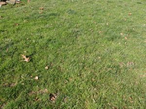 Poa Annua And Trivialis | PPLM | (804)530-2540 | Green Lawns In VA Poa Annua And Trivialis | PPLM | (804)530-2540 | Green Lawns In VA
