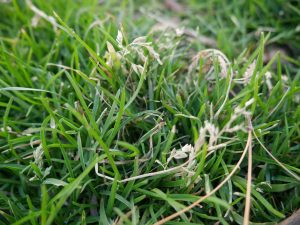 Poa Annua And Trivialis | PPLM | (804)530-2540 | Green Lawns In VA Poa Annua And Trivialis | PPLM | (804)530-2540 | Green Lawns In VA