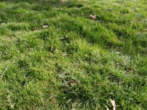 Poa Annua And Trivialis | PPLM | (804)530-2540 | Green Lawns In VA Poa Annua And Trivialis | PPLM | (804)530-2540 | Green Lawns In VA