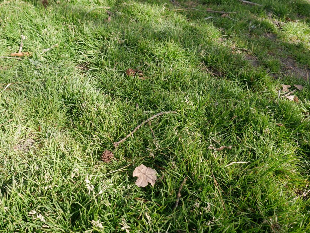 Planting Fescue In Spring
