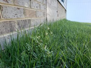 DIY vs. Professional Lawn Care