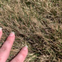 Warm Season vs Cool Season Grass