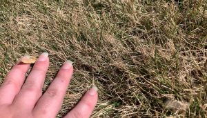 Warm Season vs. Cool Season Grass